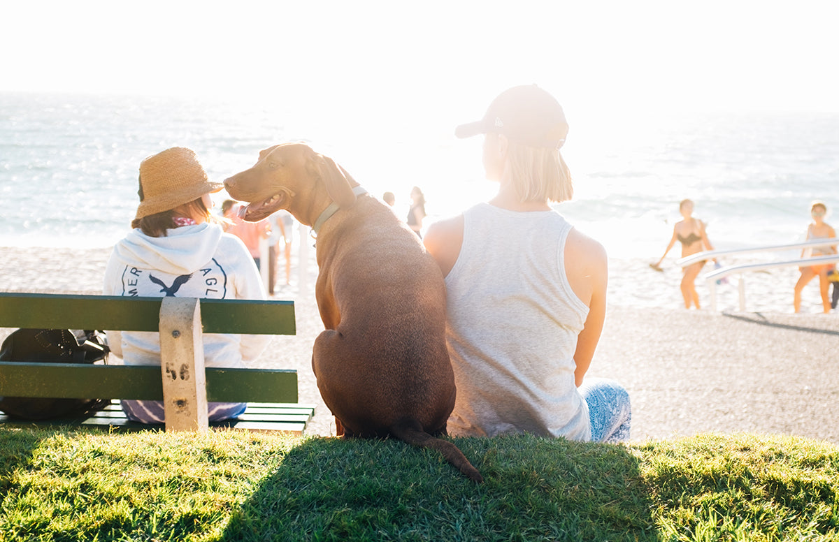 10 Dog-Friendly Beaches